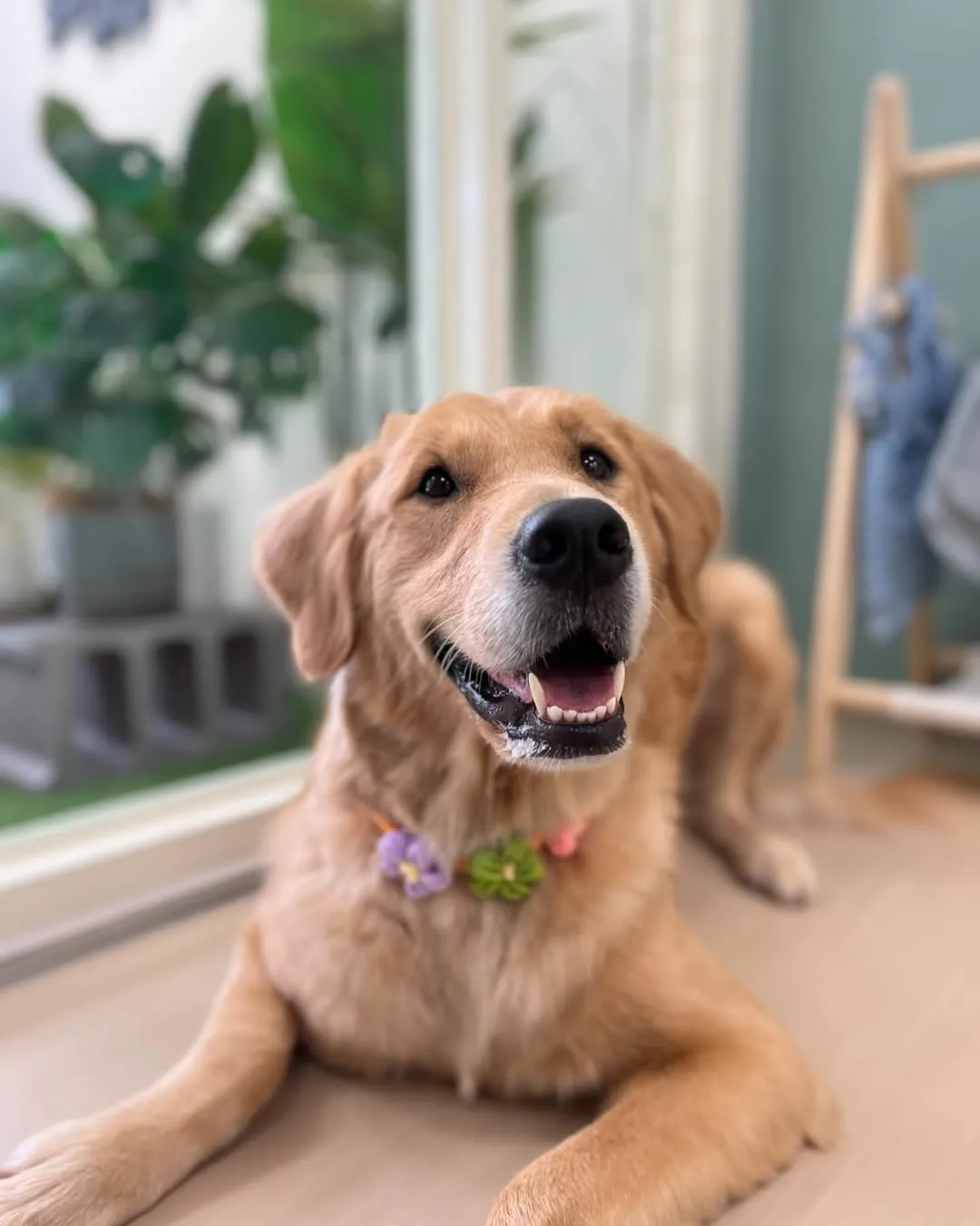 呆萌呆萌的Jingo