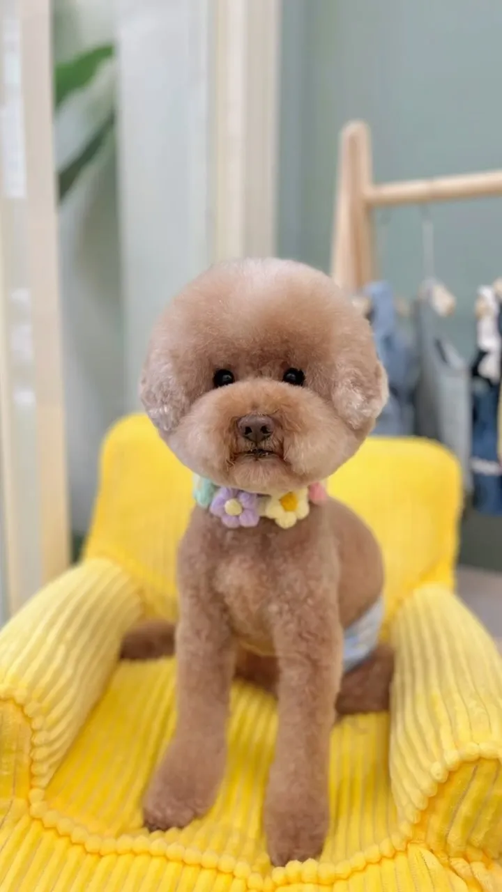 直接幫Pocky爸爸媽媽換了個兒子