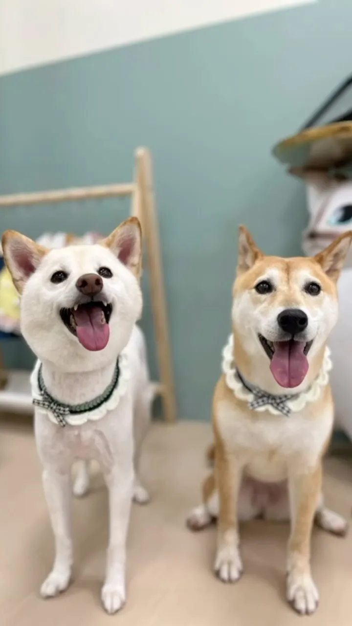 白柴：Lulu，赤柴：檸檬