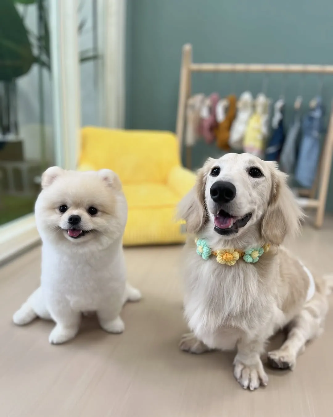 博美：Handi，臘腸：迪迪