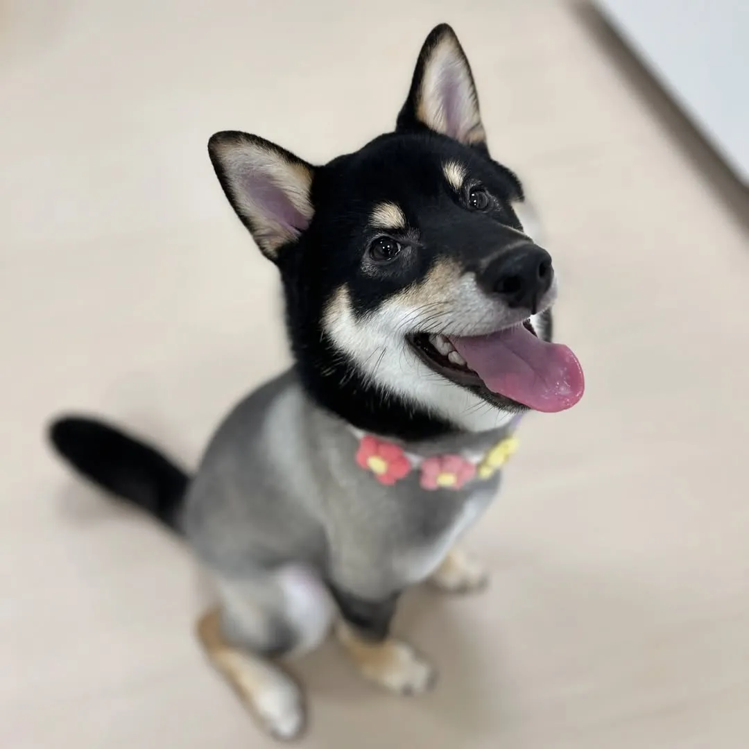 六個月帥氣的小黑豆鏡頭感超好 很會笑?