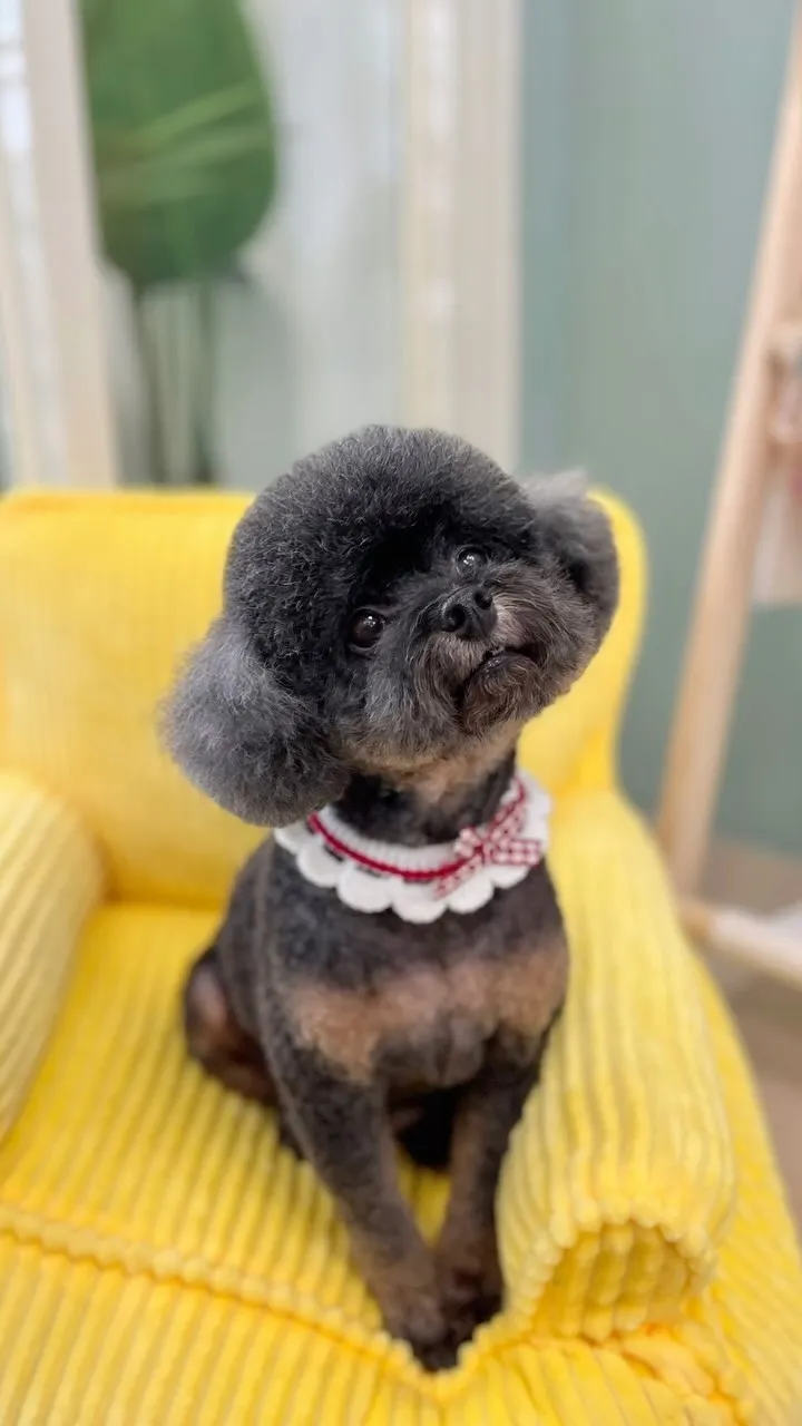 幫泰迪重見光明