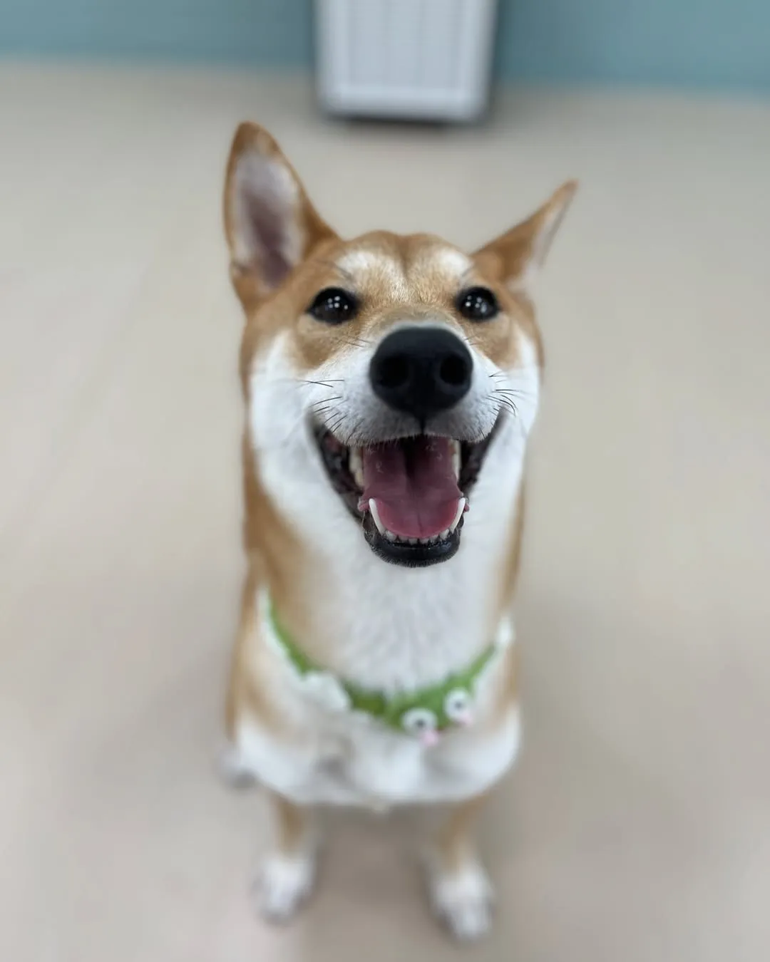 聽到他的名字馬上就聯想到Keroro軍曹