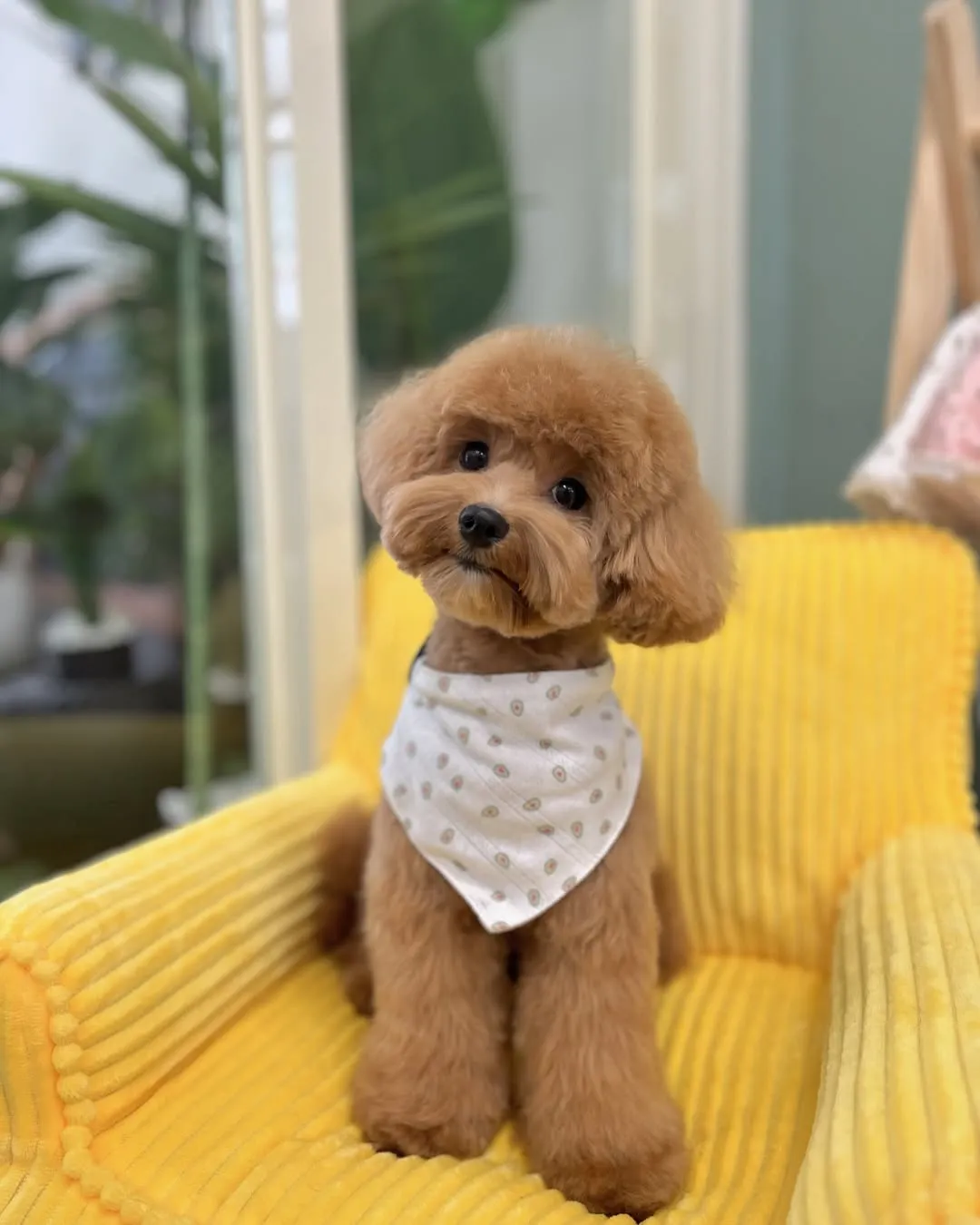 這無敵小可愛是真的狗狗喔