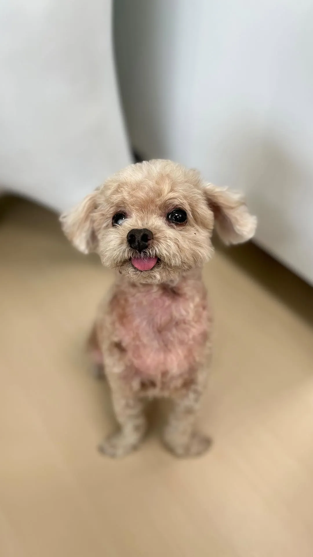 看到ㄉㄟˇㄉㄟˇ的時候就想幫她拍這個了