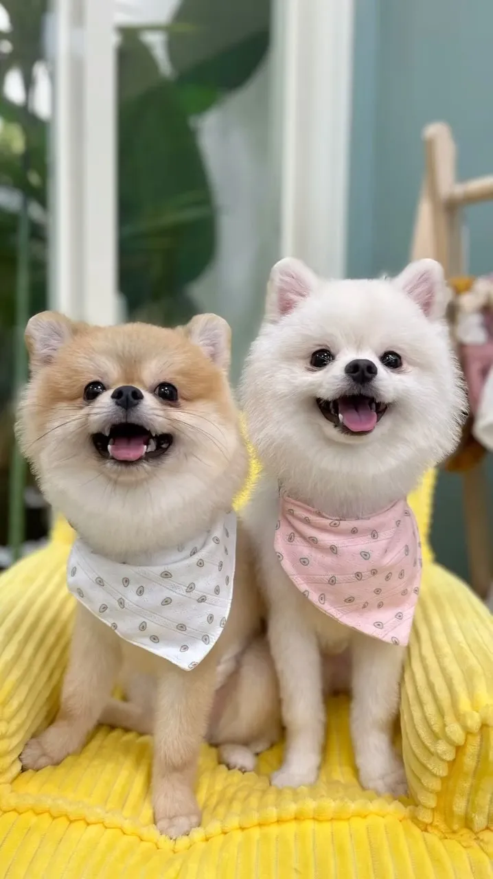 吃可愛長大的熊仔和姆姆