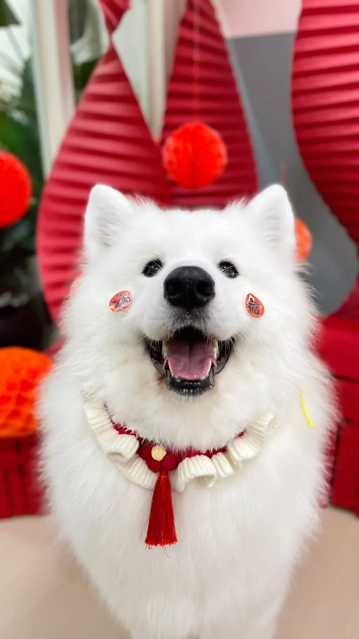 軟棉棉的棉花糖是我們可愛的嘟嘟！