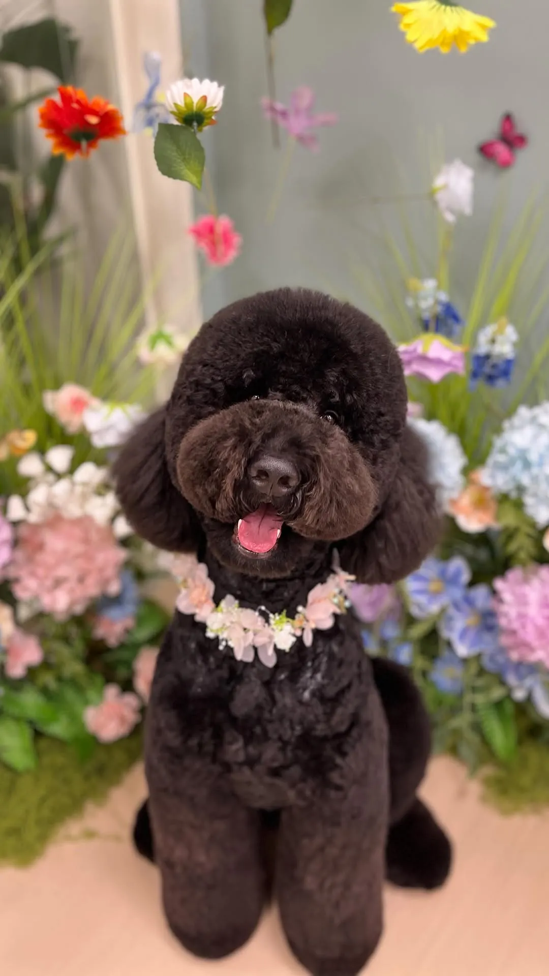 沐森琳最黑、身形最有份量的孩子，是大家熟悉的O'la！