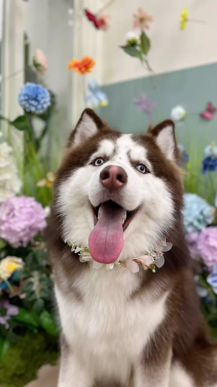 我們帥氣的特特滿一歲啦！！