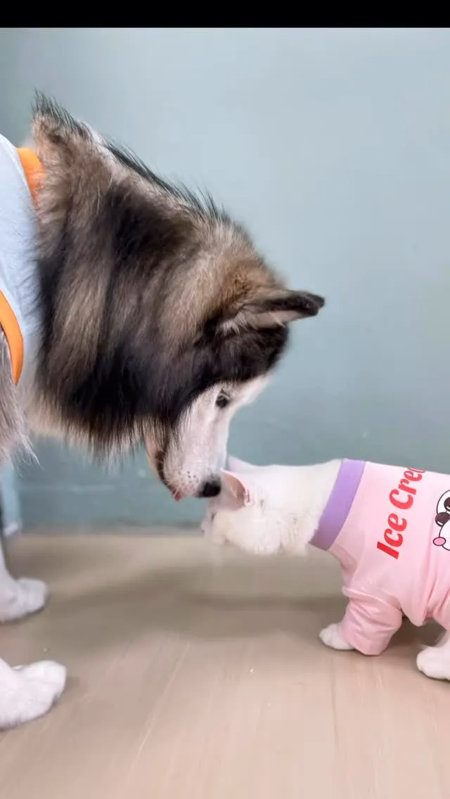 花子木子穿搭日記｜涼感登場！