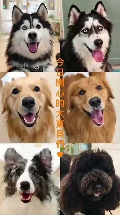 「抱歉了各位毛拔麻，今天你的寶貝在我們這裡玩到不想回家啦！」