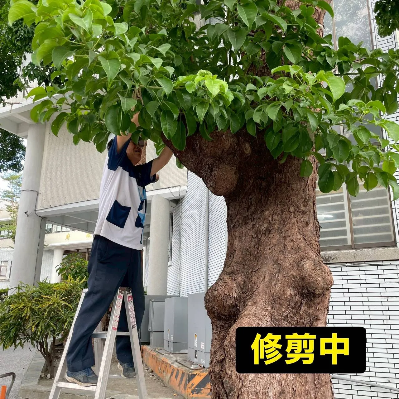 植栽養護和樹木圍籬草皮修整時況