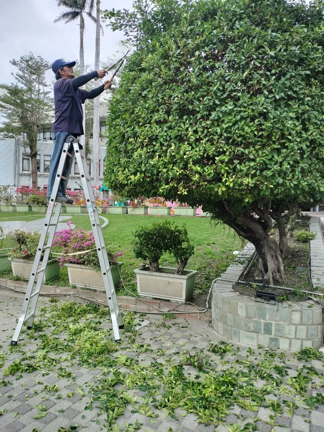 植栽養護和樹木圍籬草皮修整時況