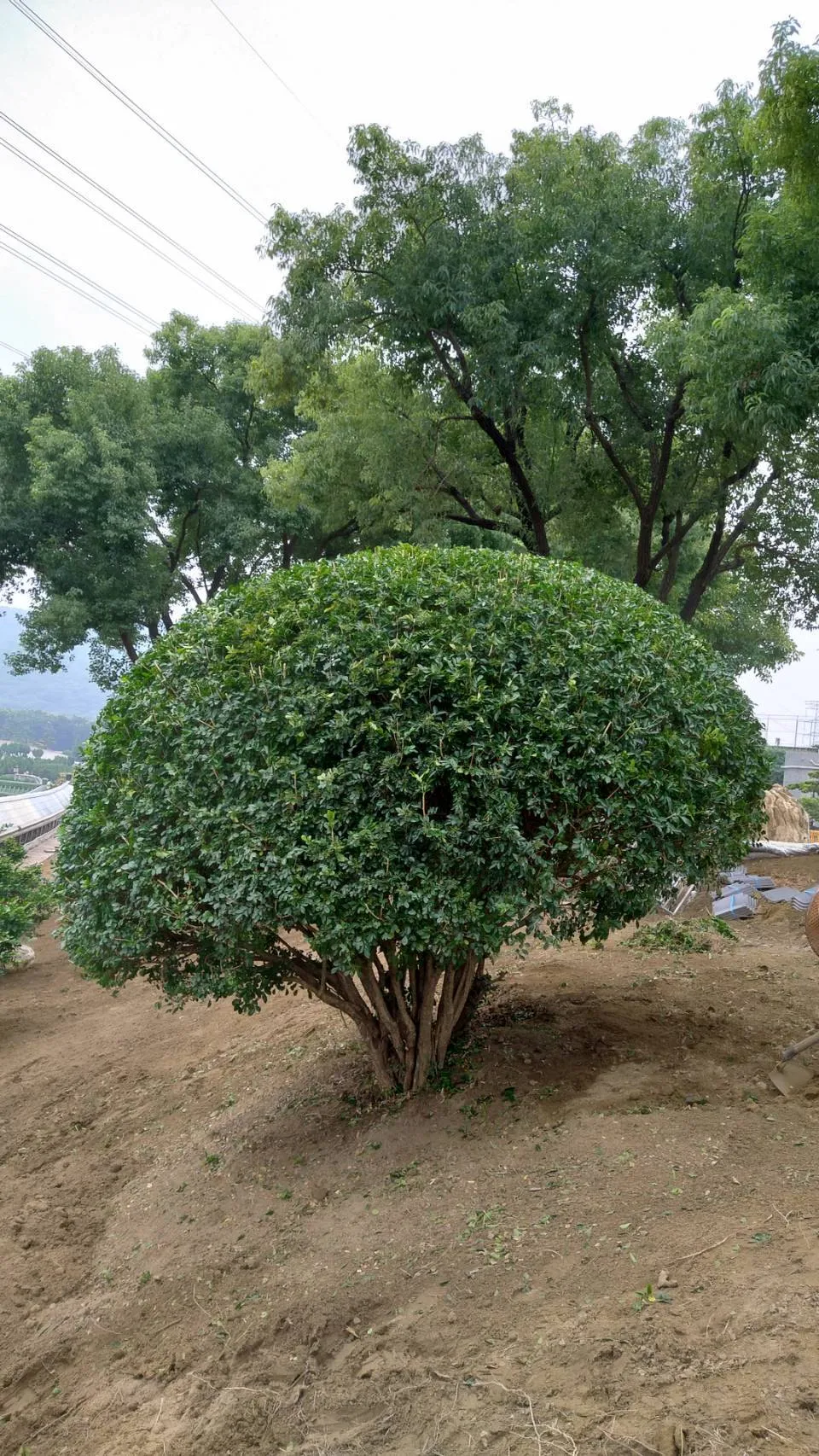 植栽養護和樹木圍籬草皮修整時況