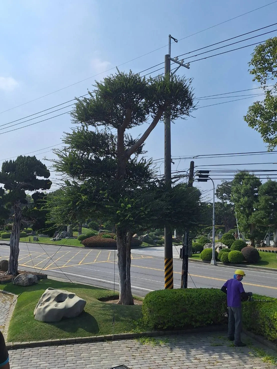 植栽養護和樹木圍籬草皮修整時況