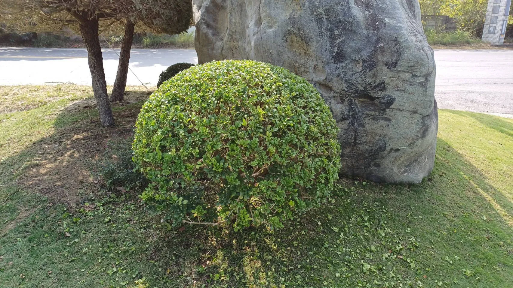 植栽養護和樹木圍籬草皮修整時況