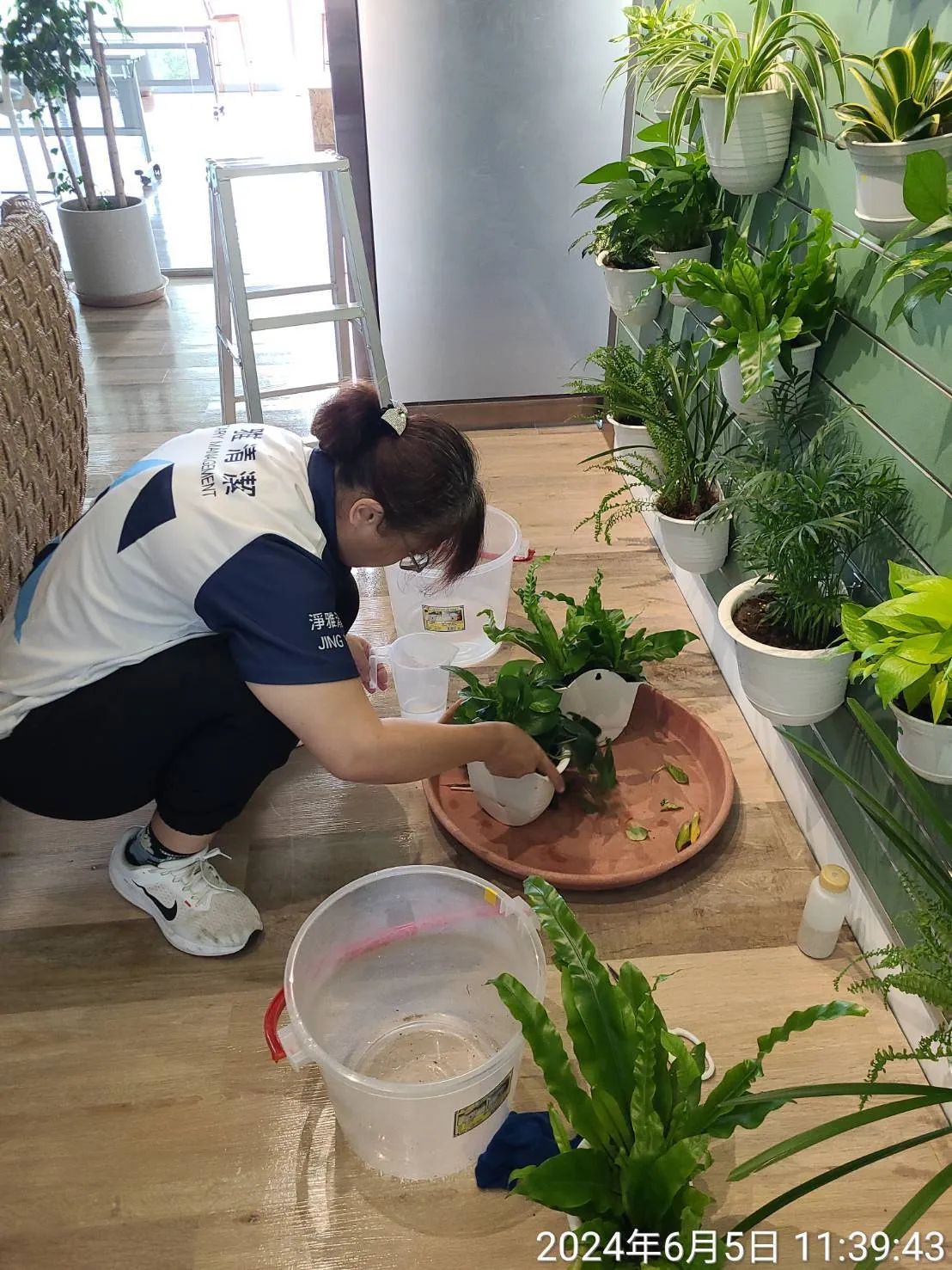 植栽養護和樹木圍籬草皮修整時況