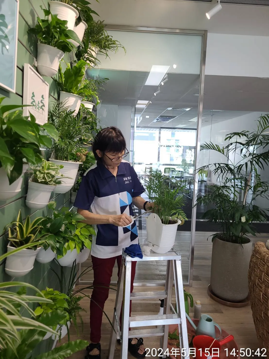 植栽養護和樹木圍籬草皮修整時況