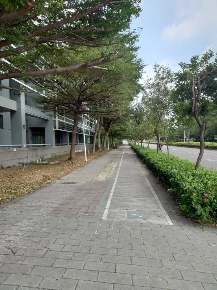 高空修剪樹木及扶正