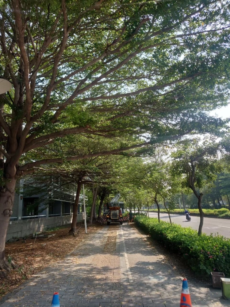高空修剪樹木及扶正