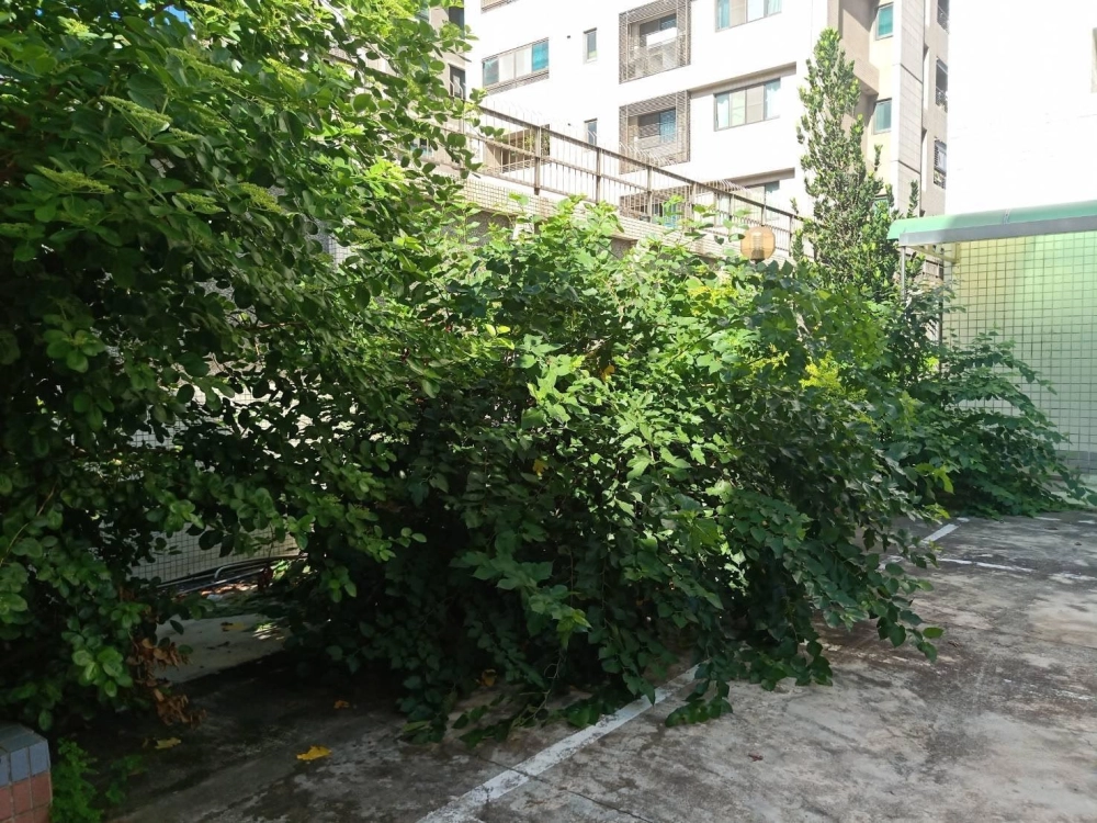 除草、綠籬修剪