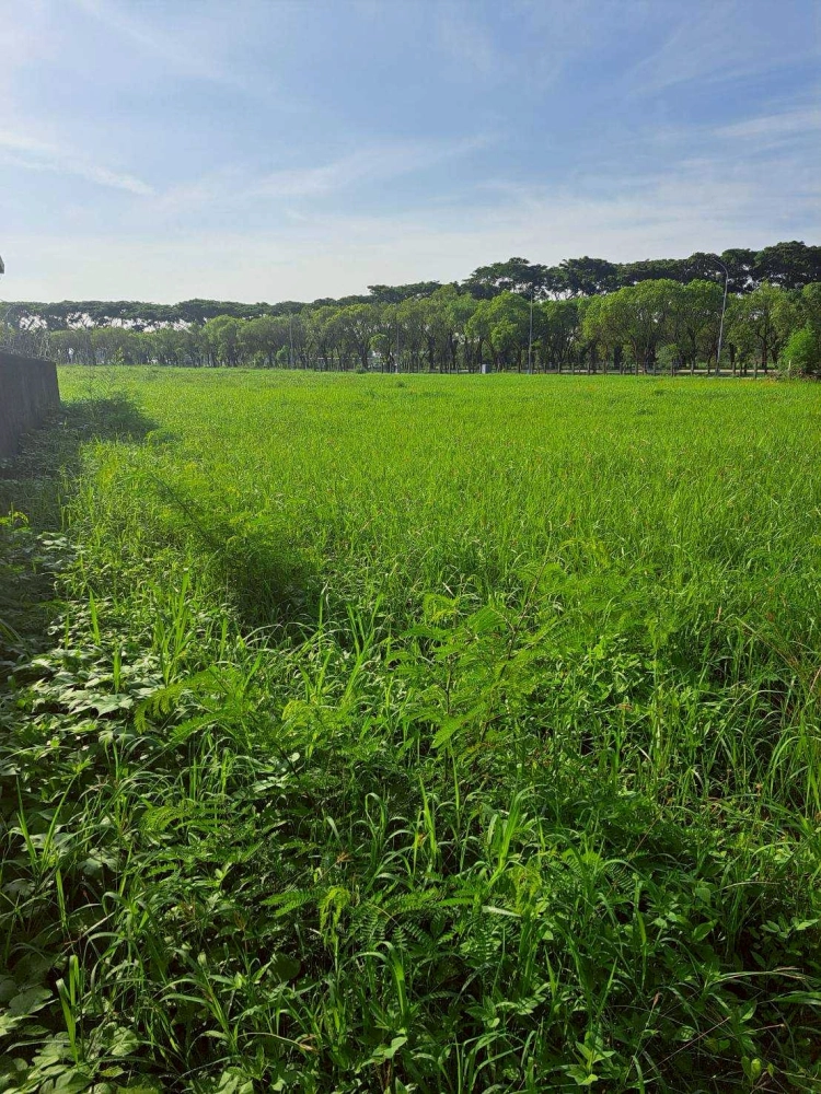 除草、綠籬修剪