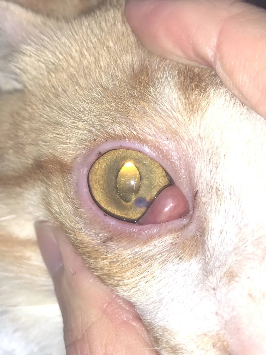 什麼是寵物第三眼?