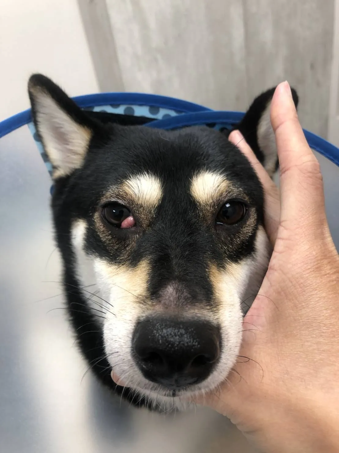 狗狗的櫻桃眼是什麼？