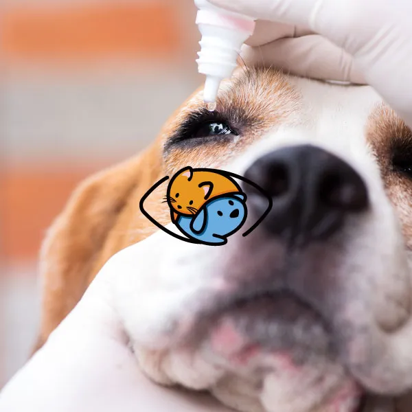 如何保護毛孩眼睛？