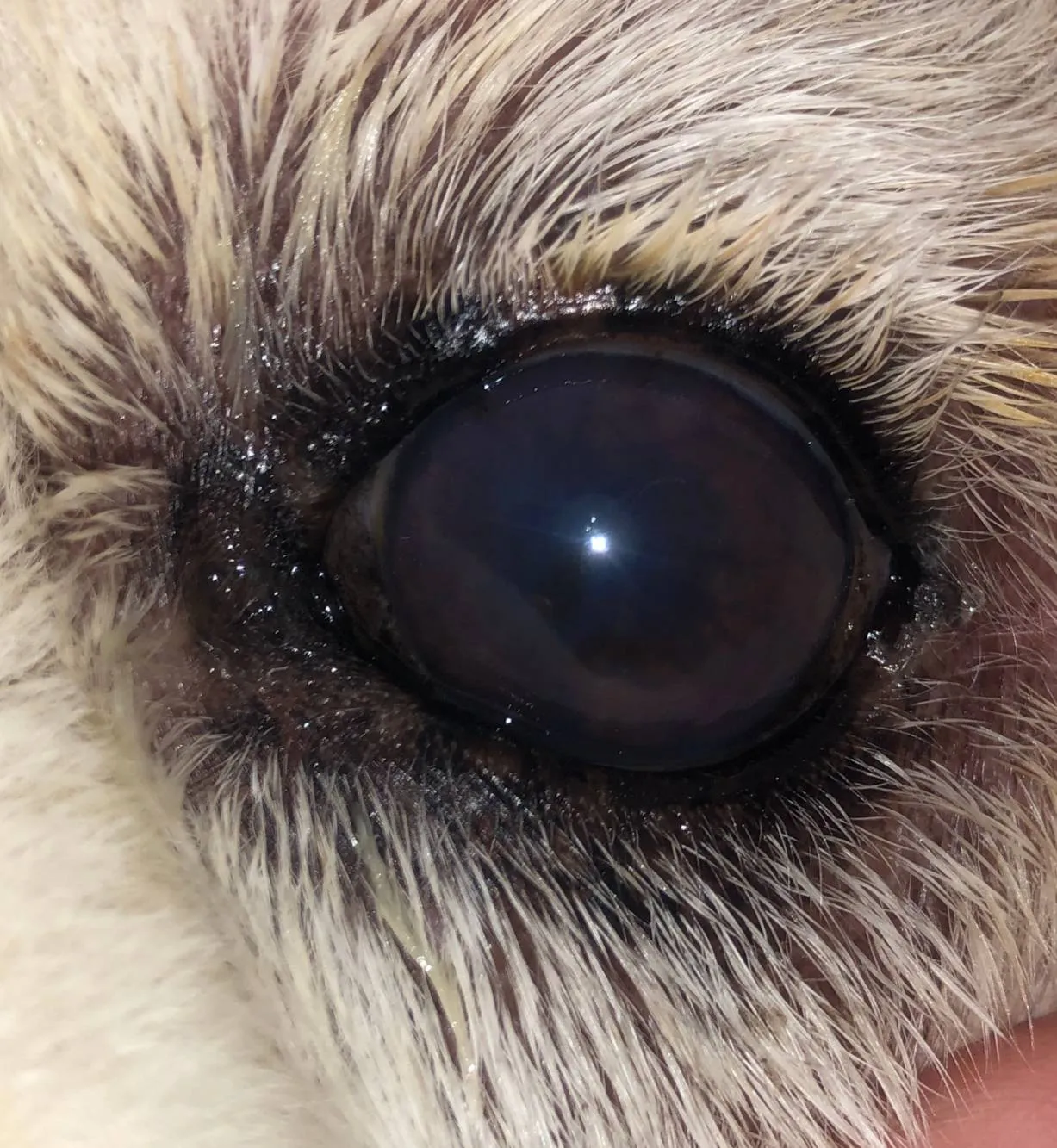 如何保護毛孩眼睛？