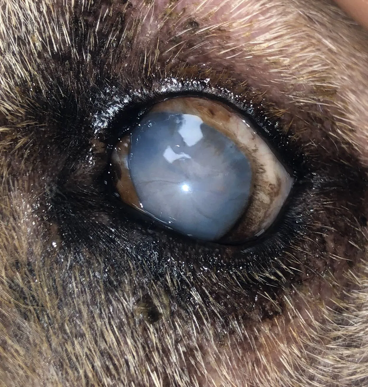 寵物眼睛白白的不是白內障?