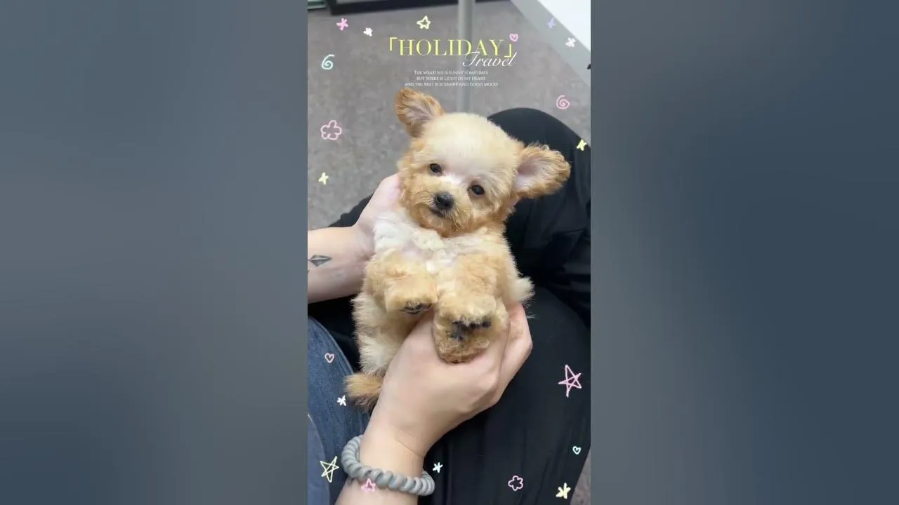 小體泰迪貴賓