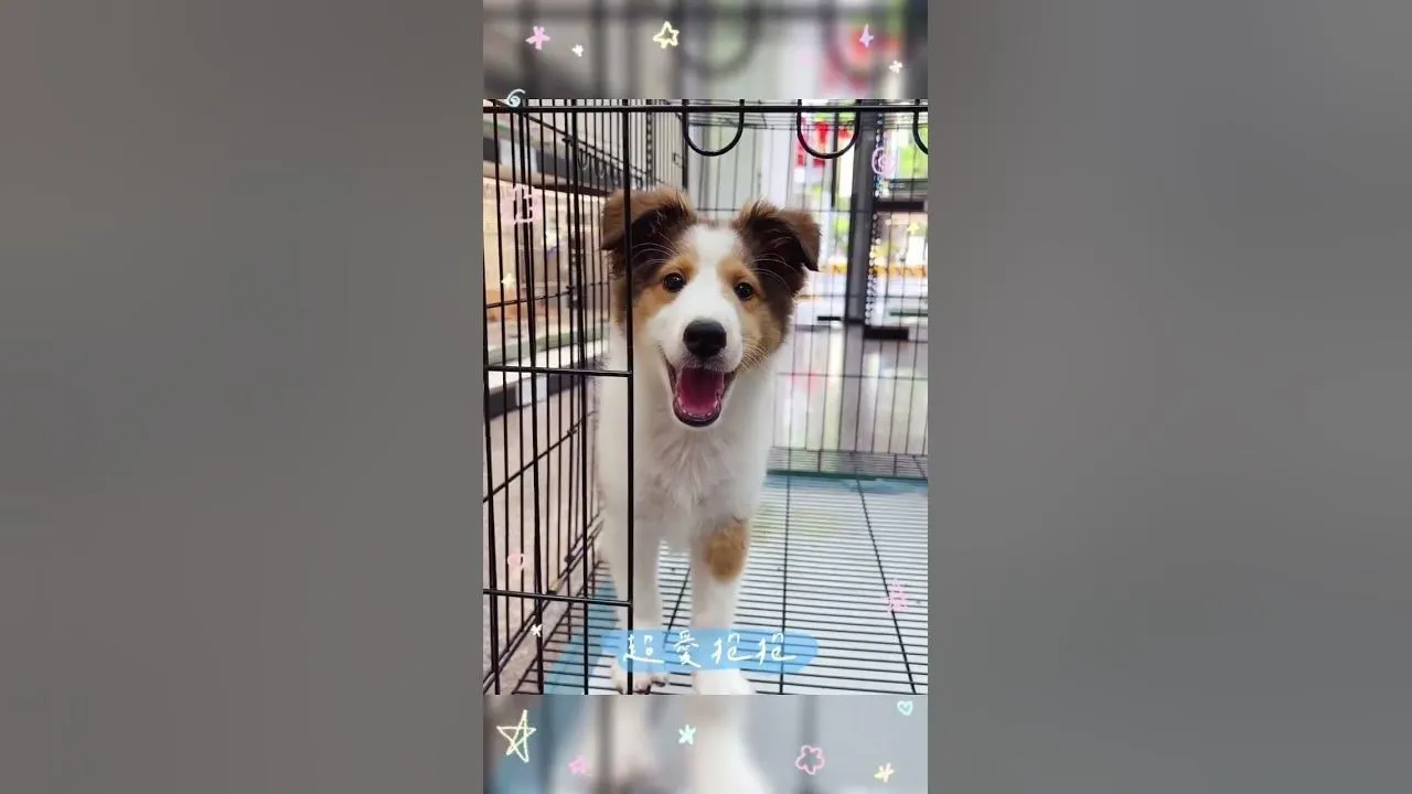 喜樂蒂牧羊犬