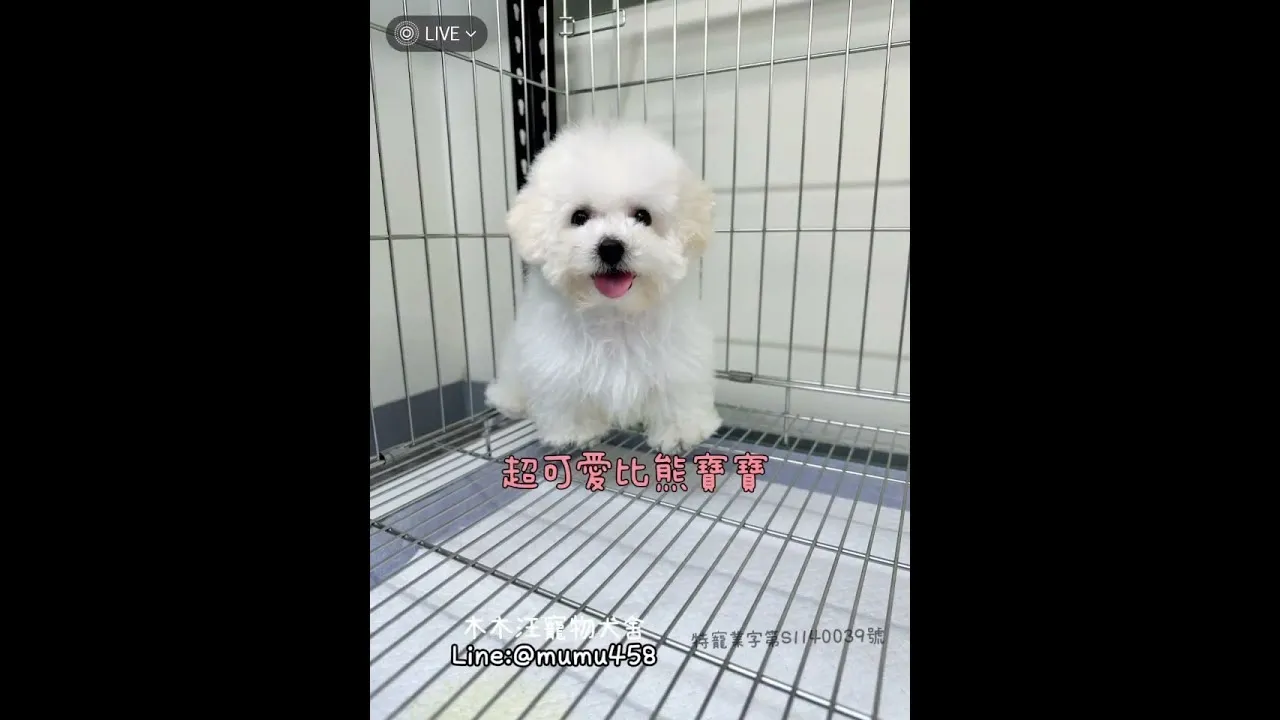 高品質比熊犬