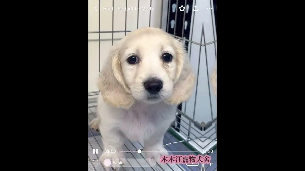 奶油長毛臘腸