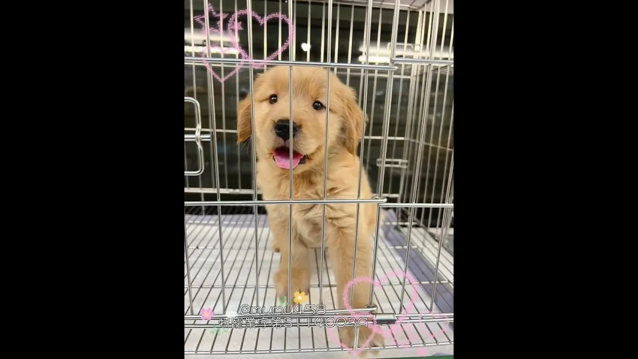 肉肉黃金獵犬報到