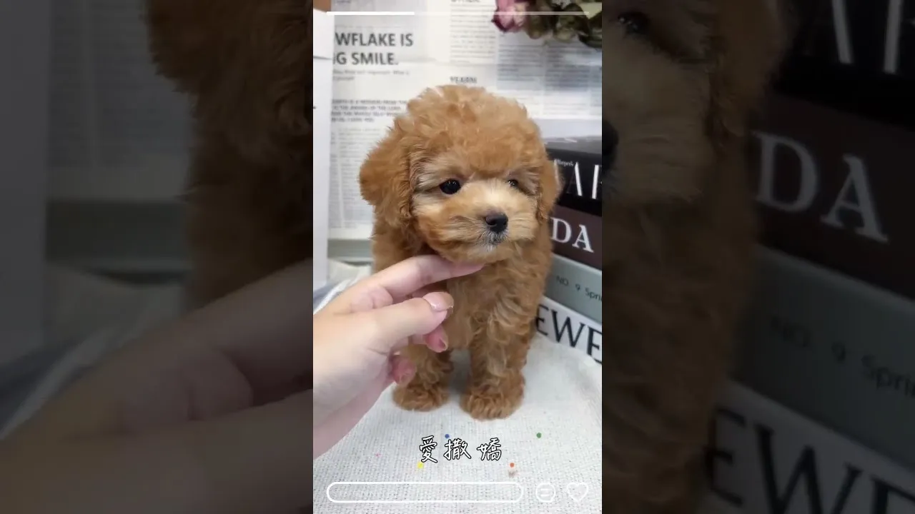 甜甜泰迪貴賓