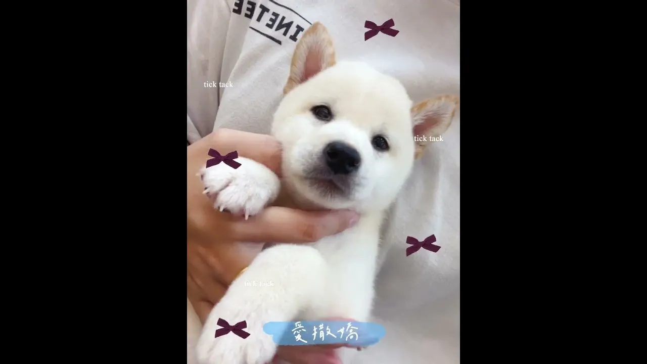 最愛乾淨的柴犬