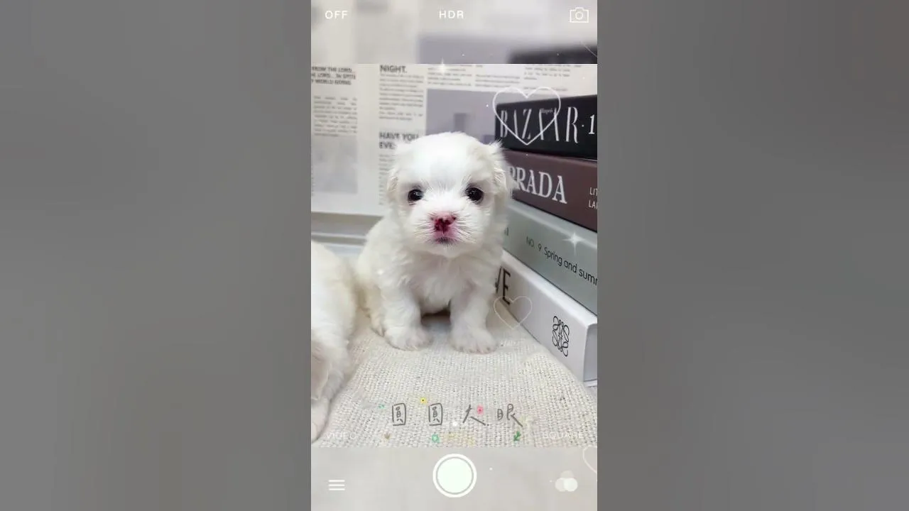 甜美瑪爾寶寶