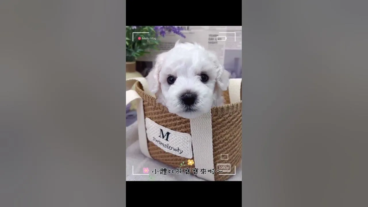 小體比熊犬