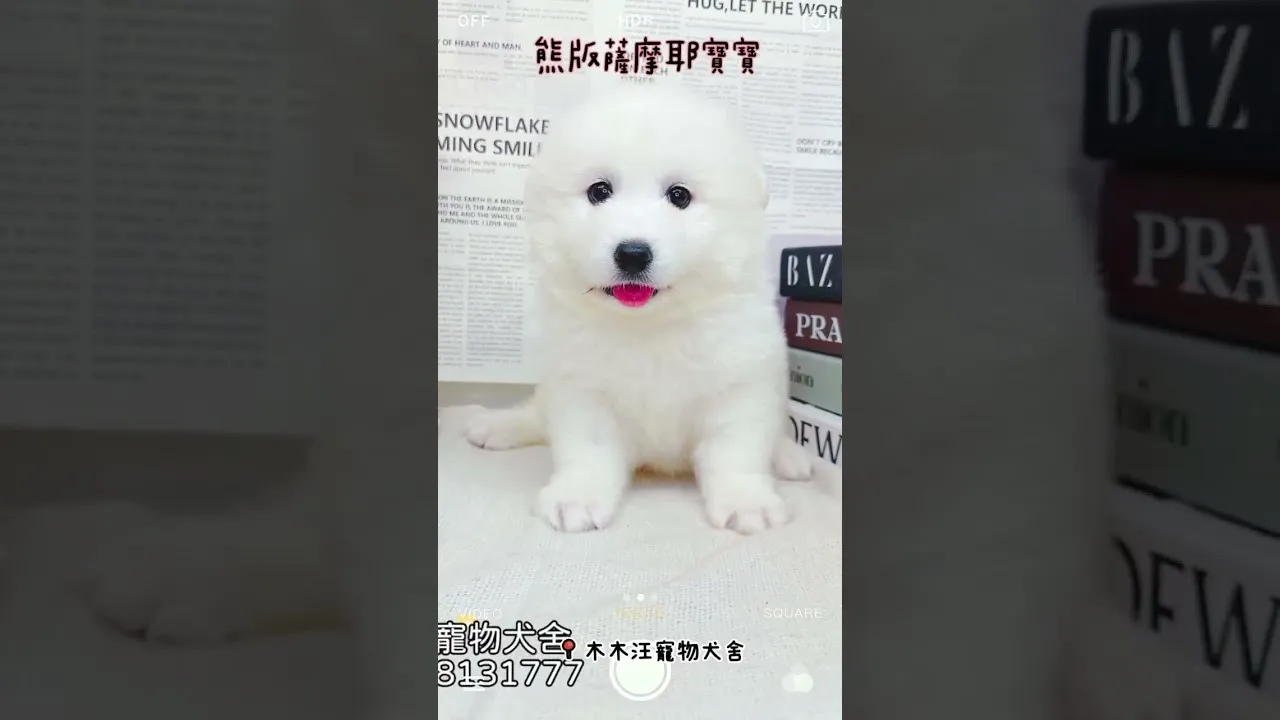 熊版薩摩耶 Samoyed