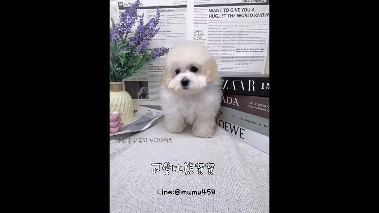 比熊犬