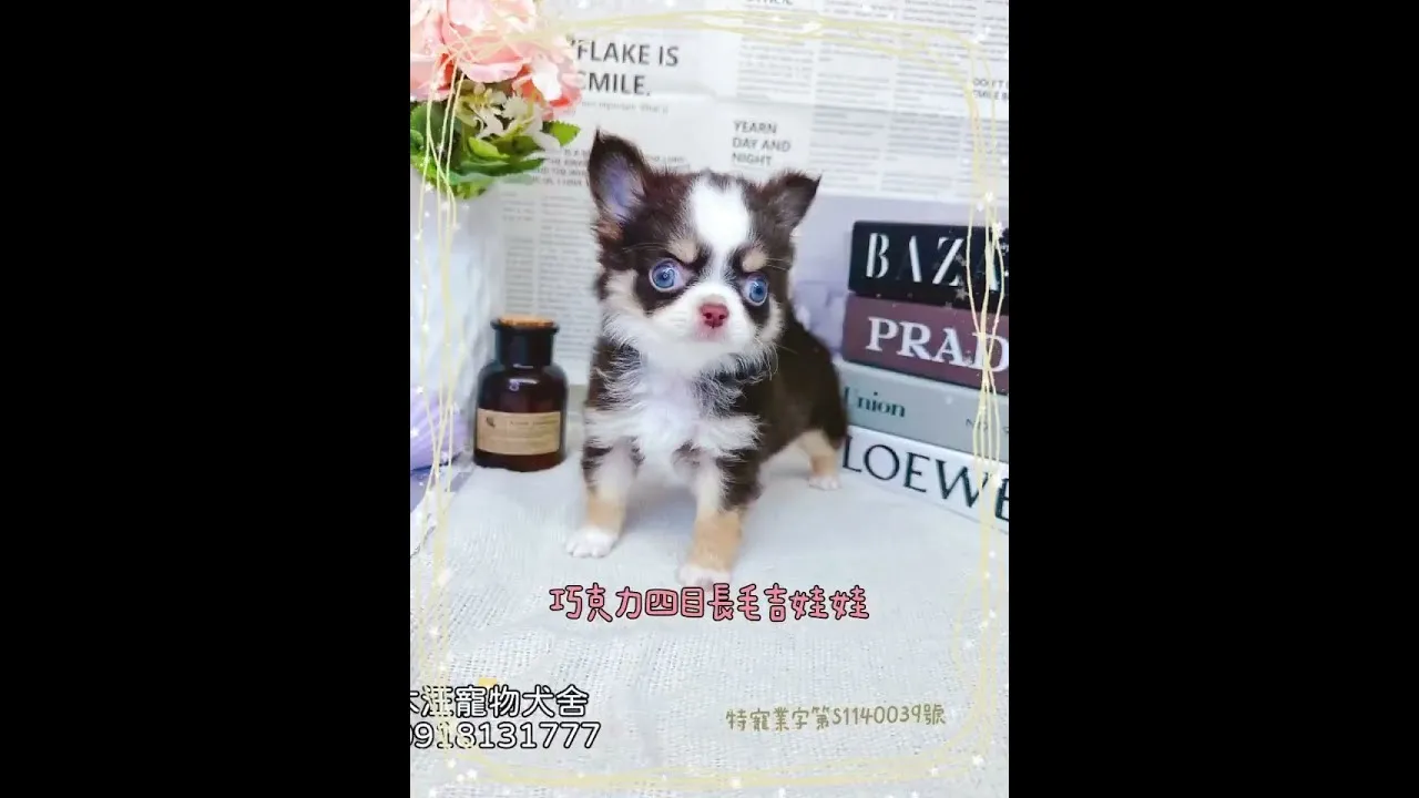 長毛吉娃娃