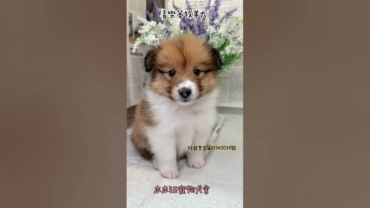 喜樂蒂牧羊犬