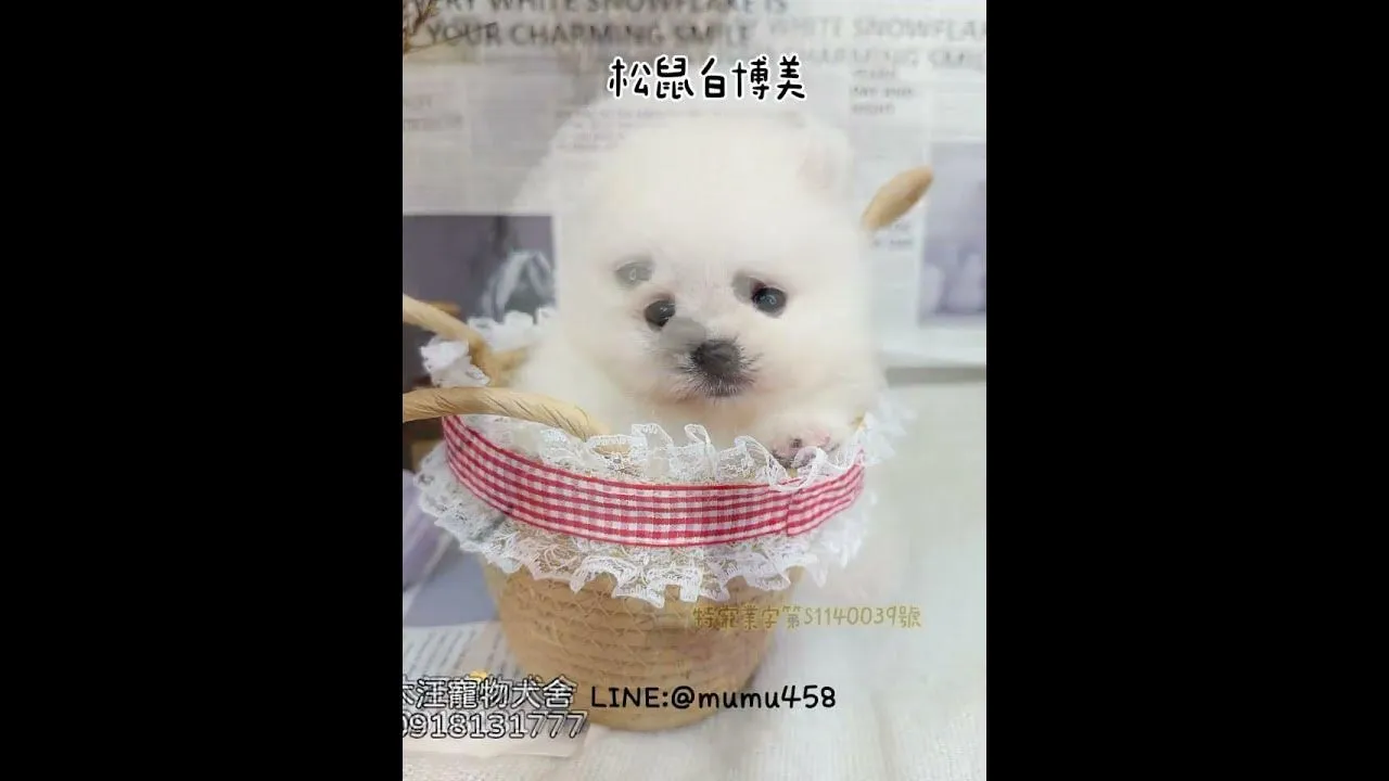 松鼠白博美