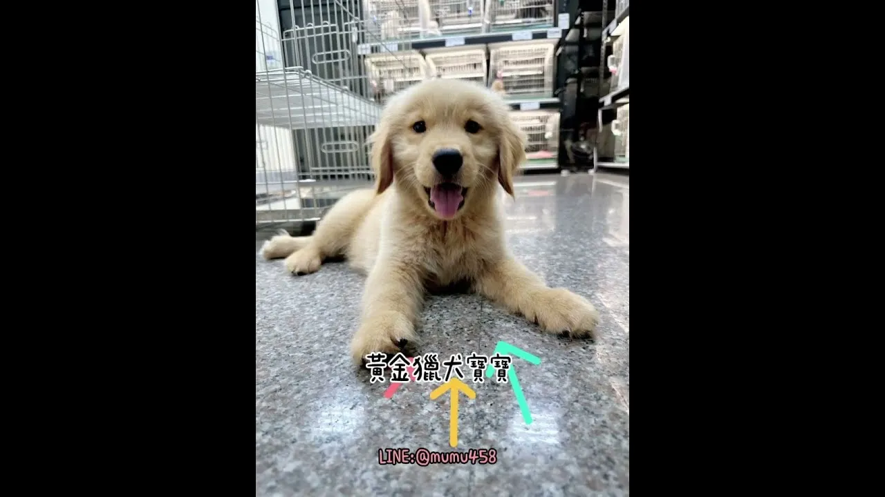 黃金獵犬