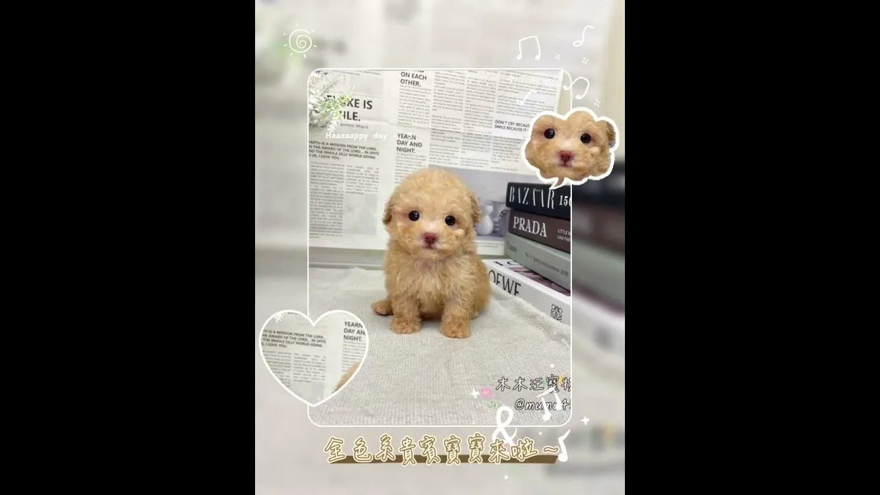 各色系貴賓犬