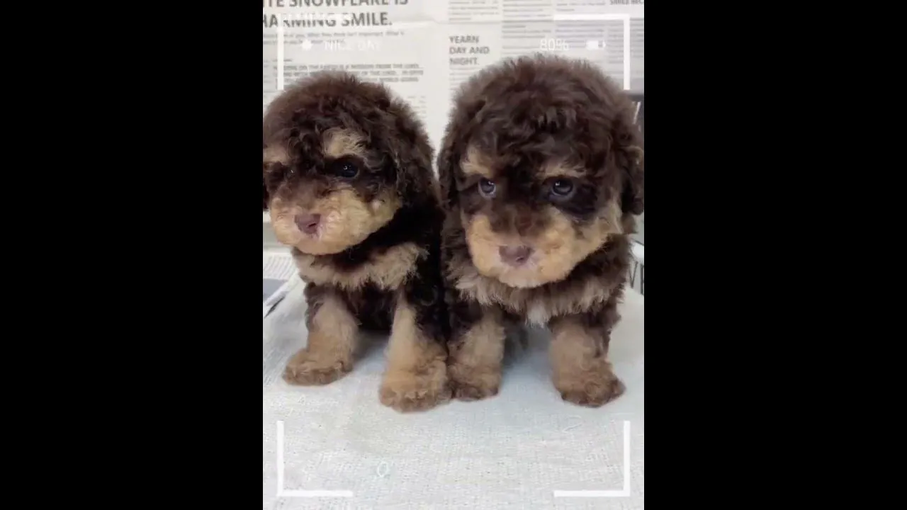 巧克力四目貴賓犬
