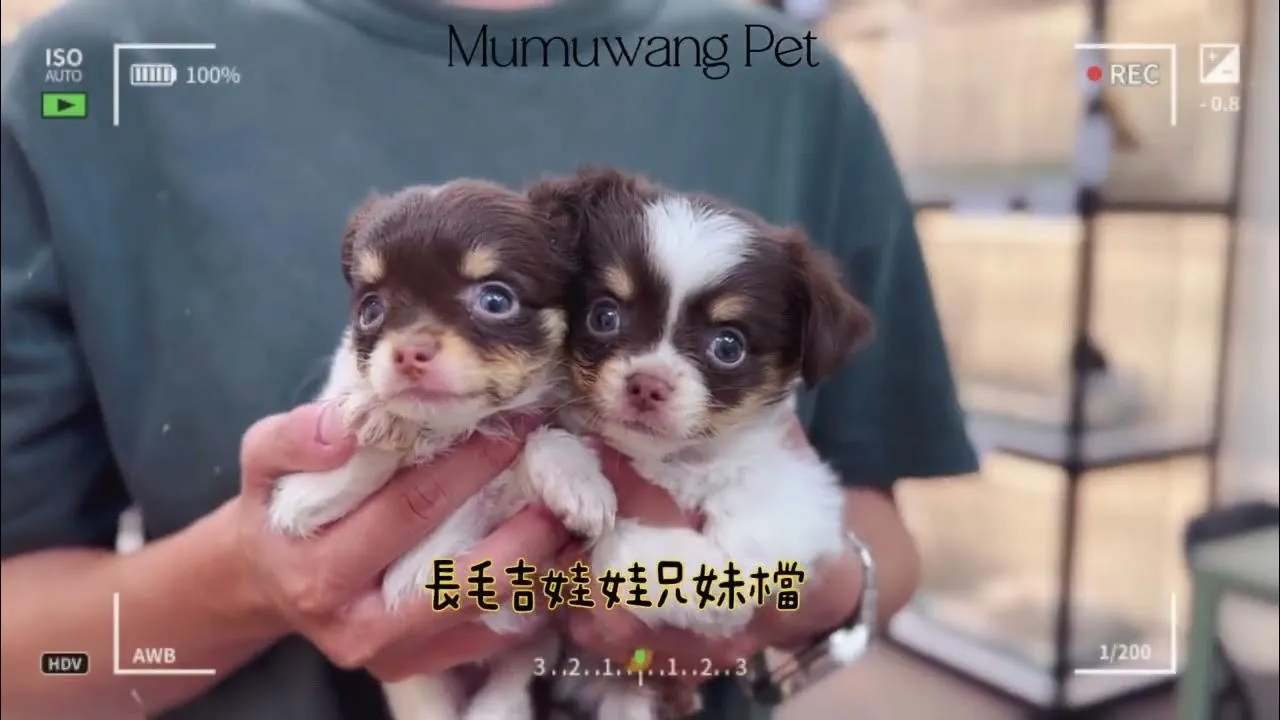 長毛吉娃娃