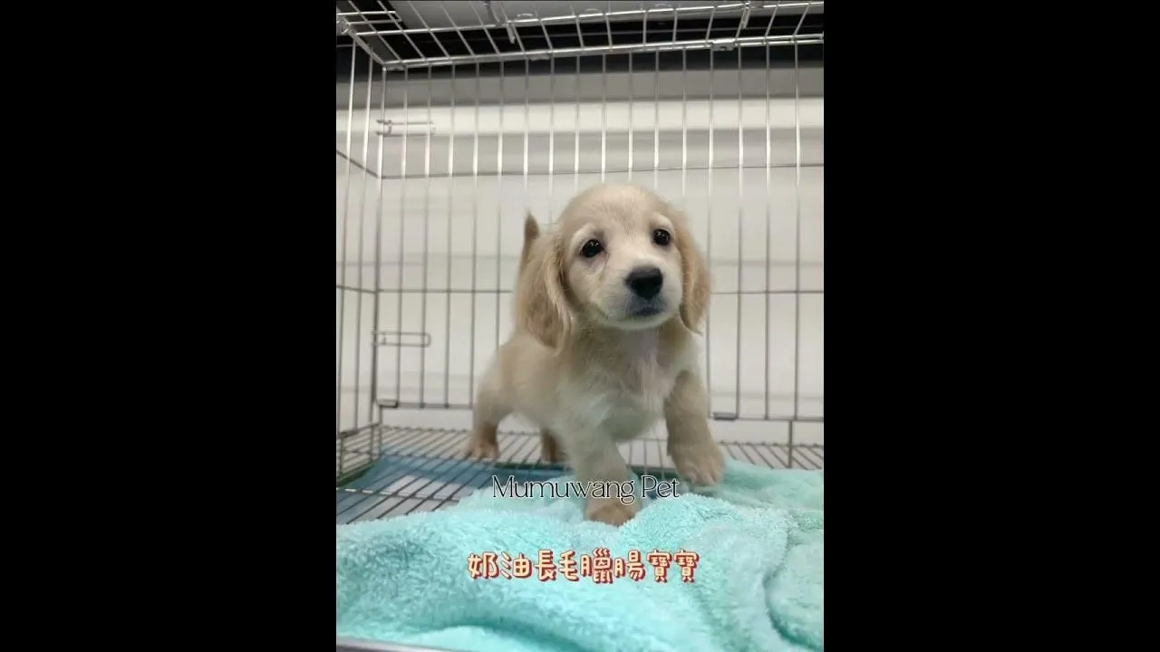 長毛臘腸